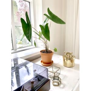 Alocasia zebrina XS kamerplant in terracotta bloempot